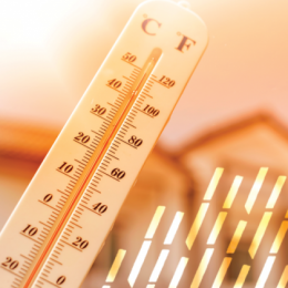 Hot Summer Solutions: How to Stay Cool, Safe, and Well-Fed